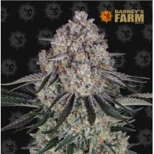 Sour Diesel Auto de Barney's Farm