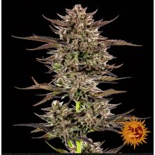 Frosted Zinn x 3 Bears OG Auto de Barney's Farm