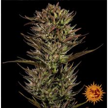 Thin Mint x Sour Pinot Auto de Barney's Farm