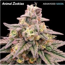 Animal Zookies de Advanced Seeds