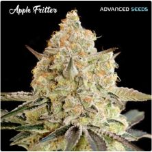 Apple Fritter de Advanced Seeds