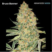 Bruce Banner de Advanced Seeds