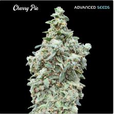 Cherry Pie de Advanced Seeds