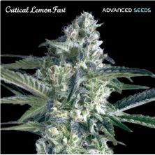 Critical Lemon Fast de Advanced Seeds