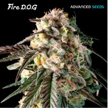 Fire Dog de Advanced Seeds