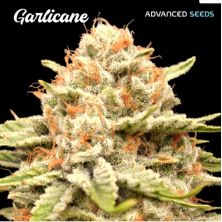 Garlicane de Advanced Seeds