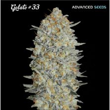 Gelato 33 de Advanced Seeds
