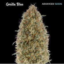 Gorilla Blue de Advanced Seeds