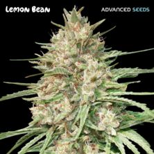 Lemon Bean de Advanced Seeds