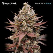Mimosa Punch de Advanced Seeds