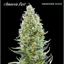 Amnesia Fast de Advanced Seeds
