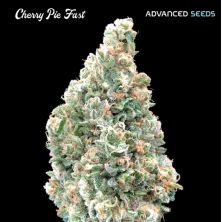 Cherry Pie fast de Advanced Seeds