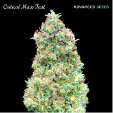 Critical Mass Fast de Advanced Seeds