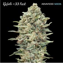 Gelato 33 Fast de Advanced Seeds