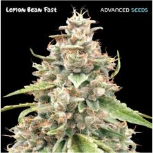 Lemon Bean Fast de Advanced Seeds