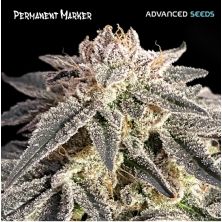 Permanent Marker de Advanced Seeds