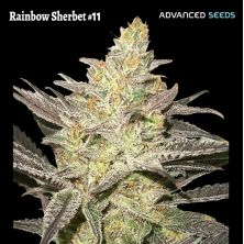 Rainbow Sherbet 11 de Advanced Seeds