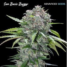 San Bacio Burger de Advanced Seeds