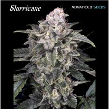 Slurricane de Advanced Seeds
