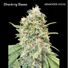 Strawberry Banana de Advanced Seeds