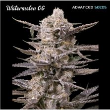 Watermelon OG de Advanced Seeds