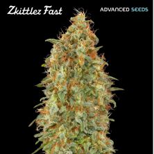 Zkittlez Fast de Advanced Seeds