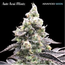 Auto Acai Mintz de Advanced Seeds