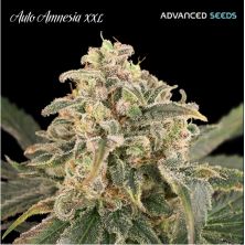 Auto Amanesia XXL de Advanced Seeds