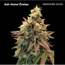 Auto Animal Zookies de Advanced Seeds