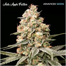 Apple Fritter de Advanced Seeds