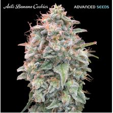 Auto Banana Cookies de Advanced Seeds