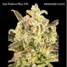 Auto Biodiesel Mass XXL de Advanced Seeds