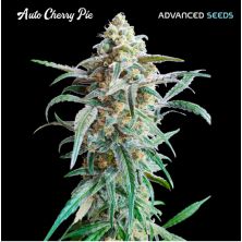 Auto Cherry Pie de Advanced Seeds