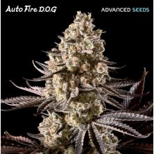 Auto Fire Dog de Advanced Seeds