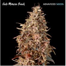 Auto Mimosa Punch de Advanced Seeds