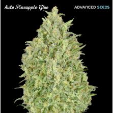 Auto Pineapple Glue de Advanced Seeds