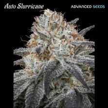 Auto Slurricane de Advanced Seeds