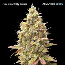 Auto Strawberry Banana de Advanced Seeds
