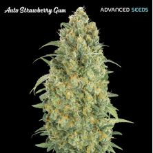 Auto Strawberry Gum de Advanced Seeds