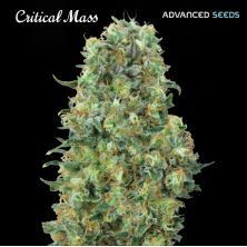 Critical Mass de Advanced Seeds