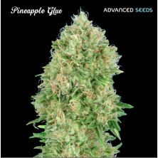 Pineapple Glue de Advanced Seeds
