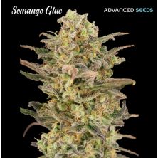 Somango Glue de Advanced Seeds