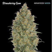 Strawberry Gum de Advanced Seeds