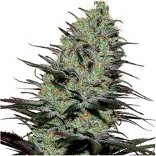 Morpheus de Buddha Seeds