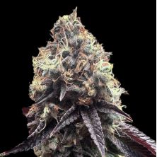 Bilbo Pound Cake de Genehtik Seeds