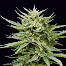 Euskal Mandarina de Genehtik Seeds