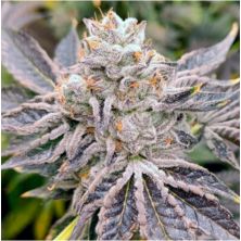 Euskal Zkittlez de Genehtik Seeds