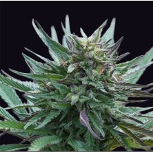 Girl Scout Cookies de Genehtik Seeds
