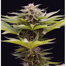 Karamelua Bilbo de Genehtik Seeds