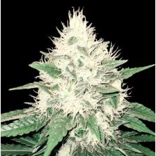 Tahoe Bilbo de Genehtik Seeds